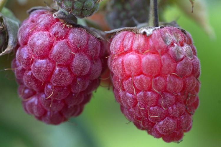 红色水果浆果特写食用山莓成熟关闭农业图片 - canva可画