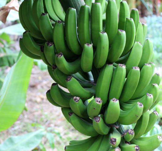未成熟的绿色香蕉图片 水果,香蕉,绿色香蕉, _ 未成熟的绿色香蕉[图片