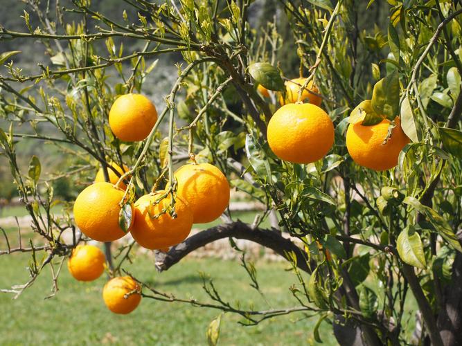 树上挂着的橙子图片 水果,橙子, _ 图片网
