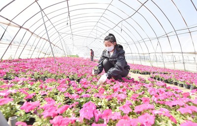 河北心蕾花卉科技的种植大棚内,工人正在对花卉进行日常管理